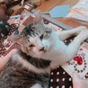 みるきー。