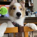 生後４ヶ月の子犬（シェットランドシープドッグ）