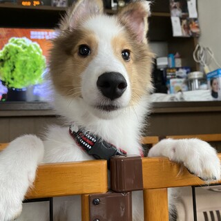 生後４ヶ月の子犬（シェットランドシープドッグ）