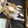 生後４ヶ月の子犬（シェットランドシープドッグ） サムネイル3