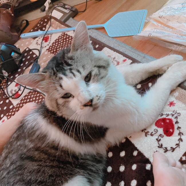 みるきー。のカバー写真