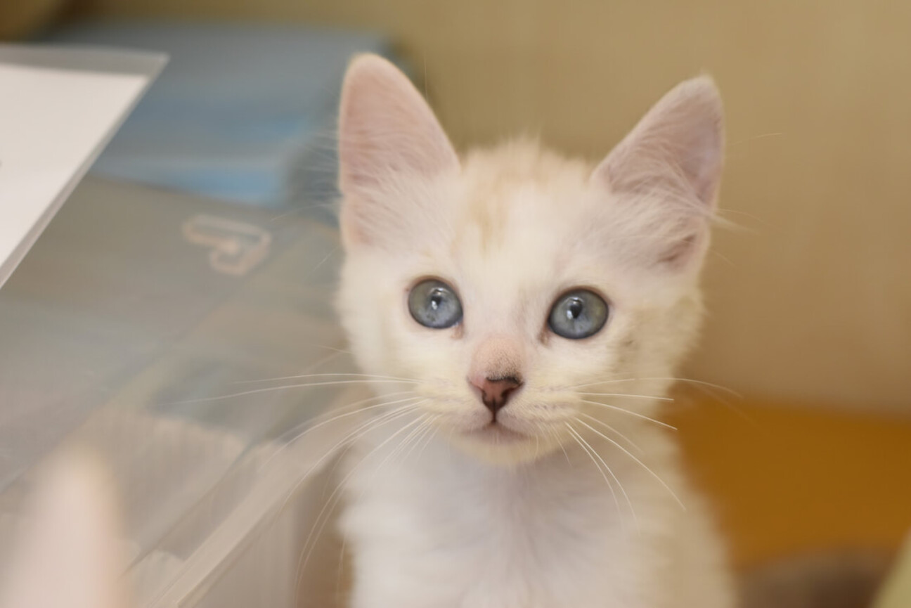 美しい目とシャムのメイメイ 徳島県 猫の里親募集 3805 ペットのおうち 月間利用者150万人