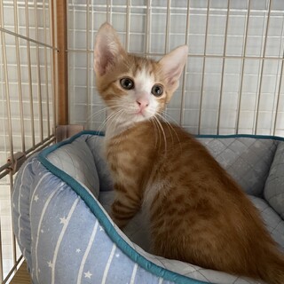 イケメン茶白◇かいと◇