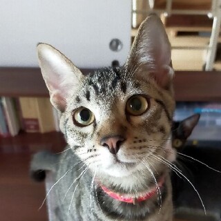 トライアル中　お膝ねこのヘマ君　