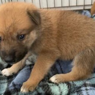 ★殺処分ゼロにご協力を★保護犬子犬3-3-335