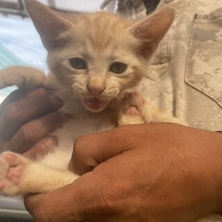 優しい里親様募集