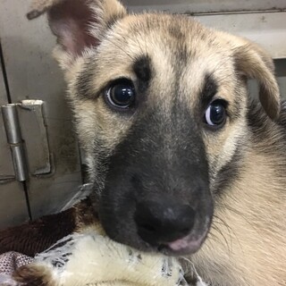 ちょとシャイな、しもまさ君