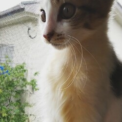 大雨の日に保護しました。