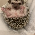 ヨツユビハリネズミ