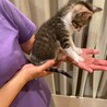 やんちゃだけど甘えん坊 サムネイル7