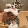 やんちゃだけど甘えん坊 サムネイル2