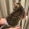 やんちゃだけど甘えん坊 サムネイル3