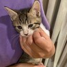 やんちゃだけど甘えん坊 サムネイル5