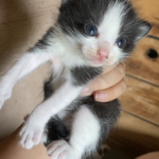 子猫の里親募集します！」青森県 - 猫の里親募集(383834) :: ペットの 