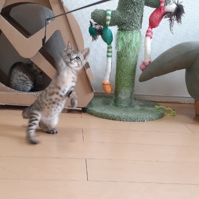 まゆマライアのカバー写真