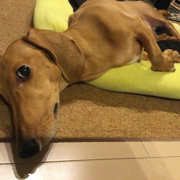 暑くてデレデレ中