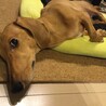 暑くてデレデレ中