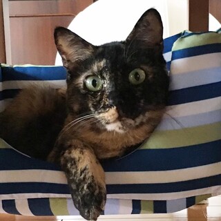 素敵模様なサビ猫さん　茶々♀