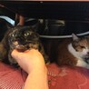 素敵模様なサビ猫さん　茶々♀ サムネイル3