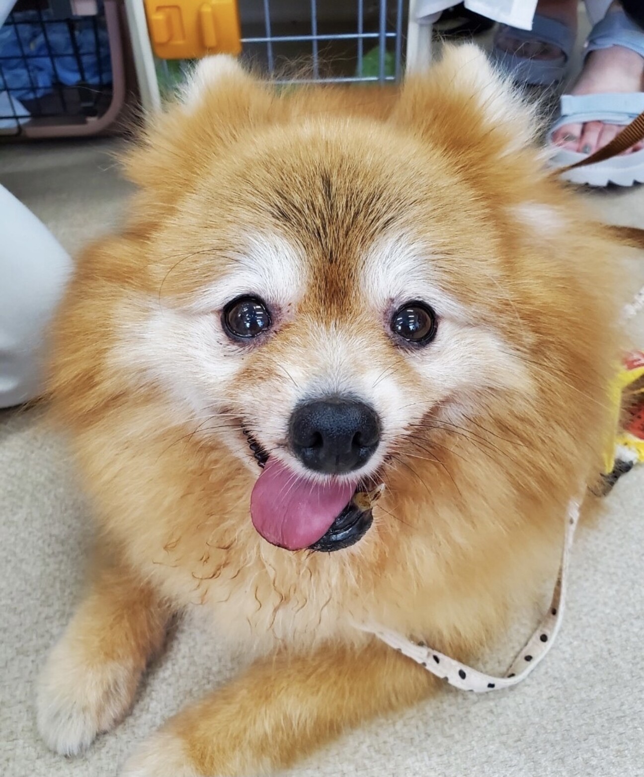 モフモフふわふわが可愛い 愛知県 犬の里親募集 ペットのおうち 月間利用者150万人