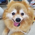 モフモフふわふわが可愛い❤️マイペースまあちゃん