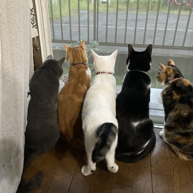 つぐみんママのカバー写真