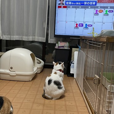 テレビを見る猫さっちゃん