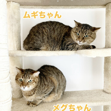 多摩川出身の猫たち