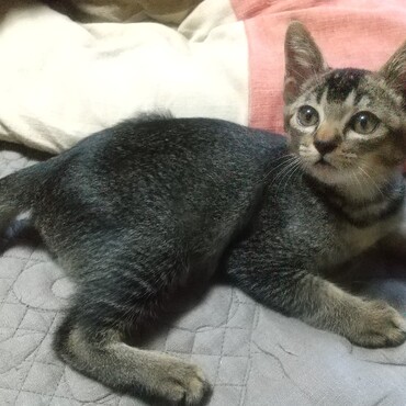 7月に薬局の駐車場で保護した「やっくん」キジトラ男の子です