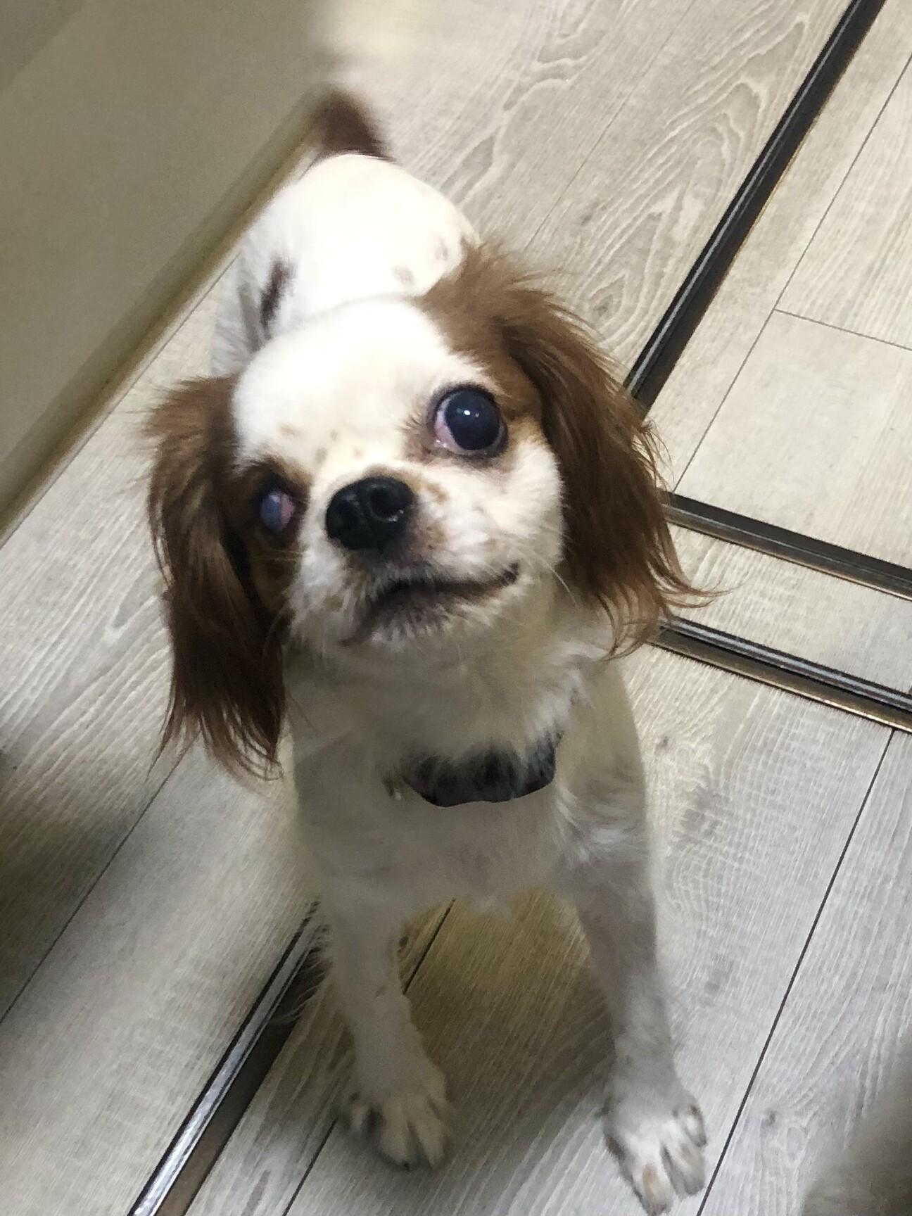 活発なキャバリアミックス 神奈川県 犬の里親募集 3323 ペットのおうち 月間利用者150万人