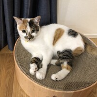もも