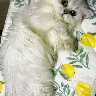 ブリーダーレスキューチンチラシルバー姉妹