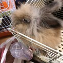 ライオンラビット