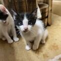 イケメンな子猫☆