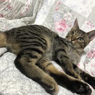【代理投稿】可愛いキジ猫くん