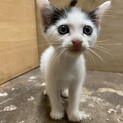 おでこの模様が可愛い子♡