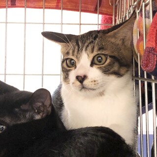 トライアル決定！