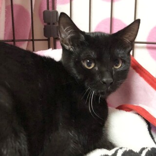 シャイボーイ10/2Terra里親会参加❣️