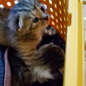 子猫　