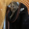 子猫　 サムネイル2