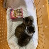 子猫　 サムネイル3