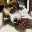 障害でも元気なわんこ