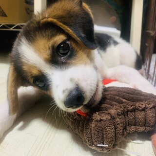 障害でも元気なわんこ