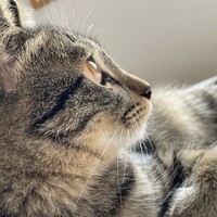 ぎん