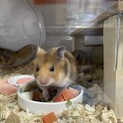 ゴールデンハムスター 赤ちゃん 里親募集
