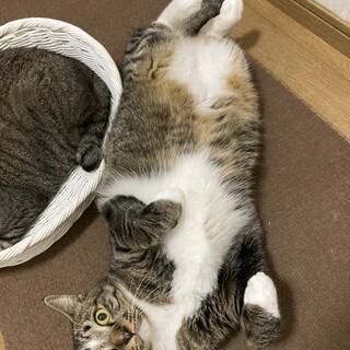大きくておっとりしたキジ白の男の子