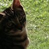 仔猫梨花ちゃんの里親さん募集一時停止 サムネイル4