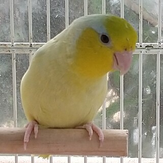 マメルリハ兄弟里親（決定しました）