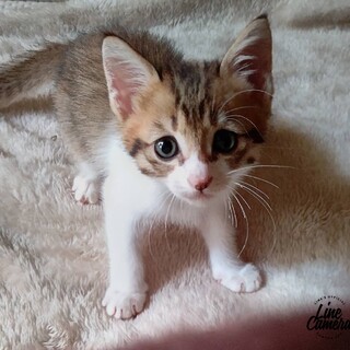 9/23〜9/26子猫だけのミニミニ譲渡面談会