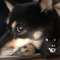 おまめ